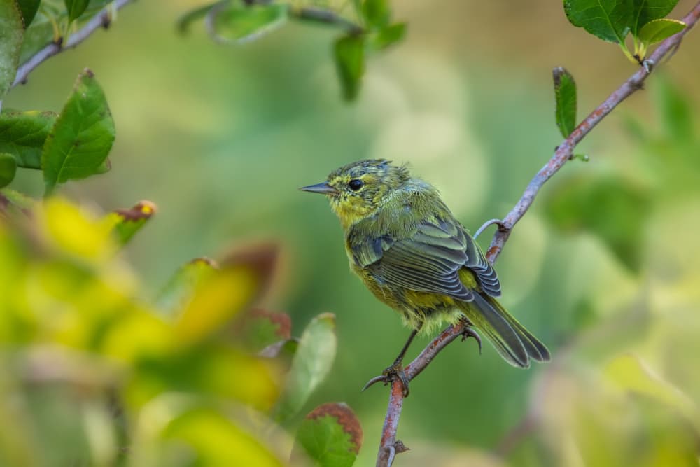 Vibrant Green Bird by Wei Liu — canvas wall art