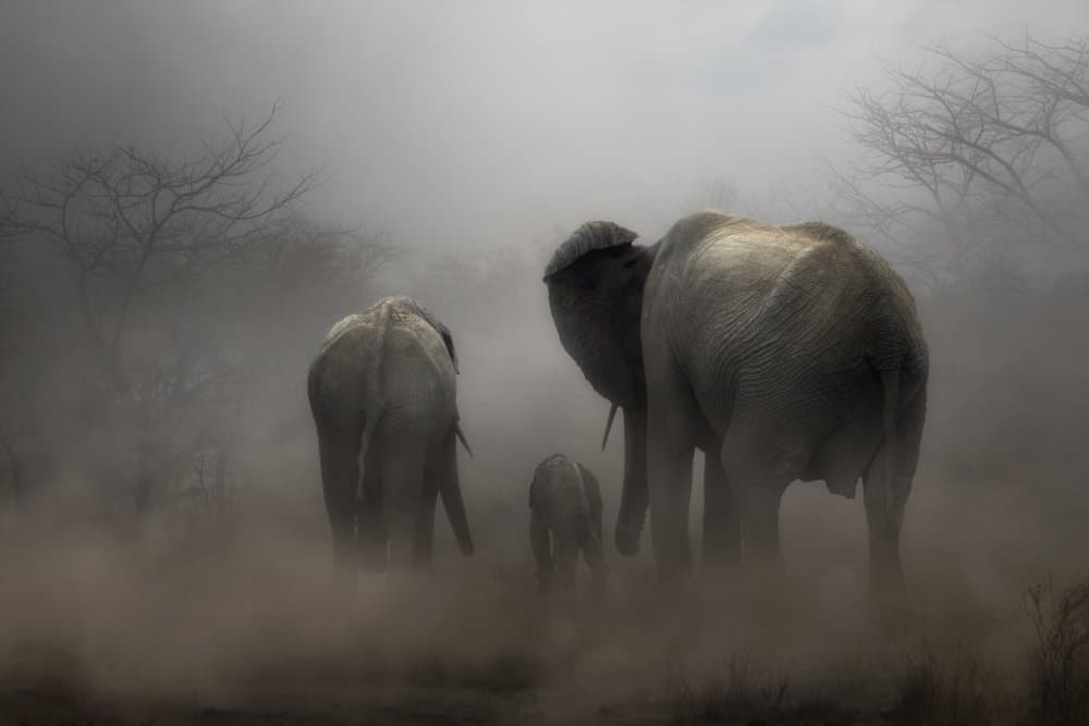 Dusty Elephant Journey by Charlaine Gerber — canvas wall art