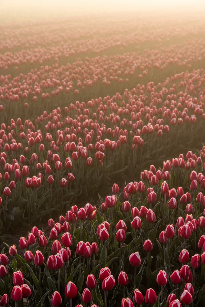 Field of Flowers 1 by Mareike Böhmer — canvas wall art