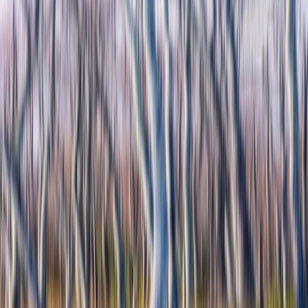 Abstract Birch Forest by Rob Darby — canvas wall art