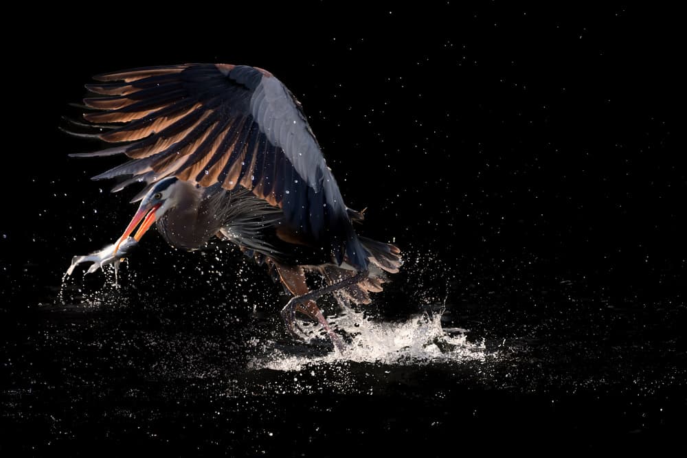 Heron's Dynamic Catch by Alex Li — canvas wall art