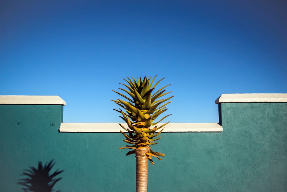 Vibrant Teal Wall Aloe by Linda Wride — canvas wall art