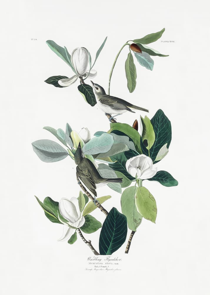 Warbling Flycatcher From Birds of America (1827) by John James Audubon — canvas wall art