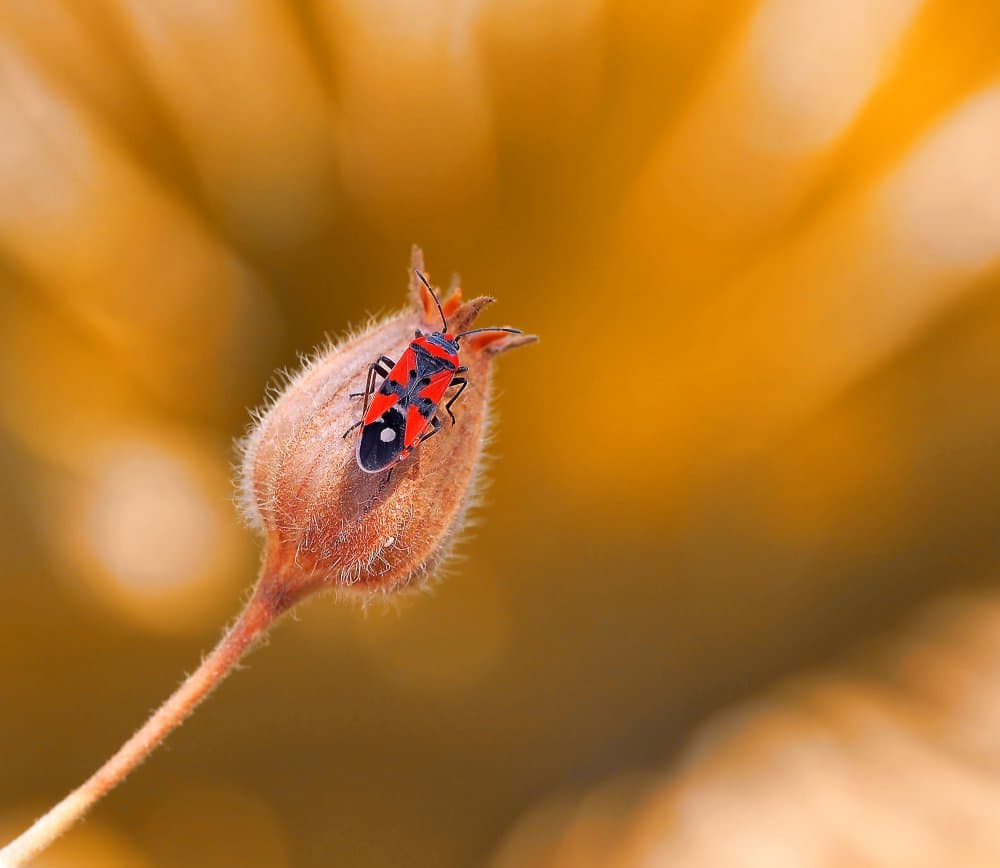 Red Insect Warm Glow by Thierry Dufour — canvas wall art