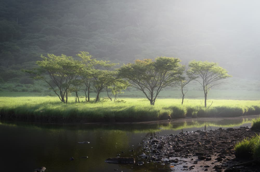 Misty Morning Trees by K_Tsunoda — canvas wall art
