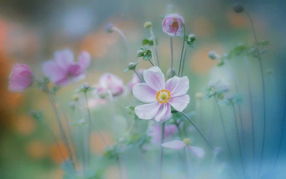 Soft Pink Blooms by Miyako Koumura — canvas wall art