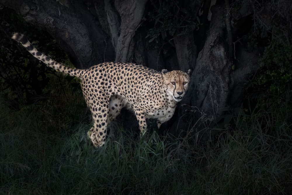 Night Hunter Cheetah by Allen SDCA — canvas wall art