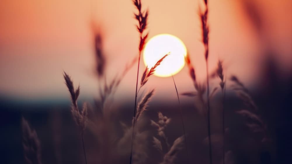 Sunlit Whispers by Treechild — canvas wall art