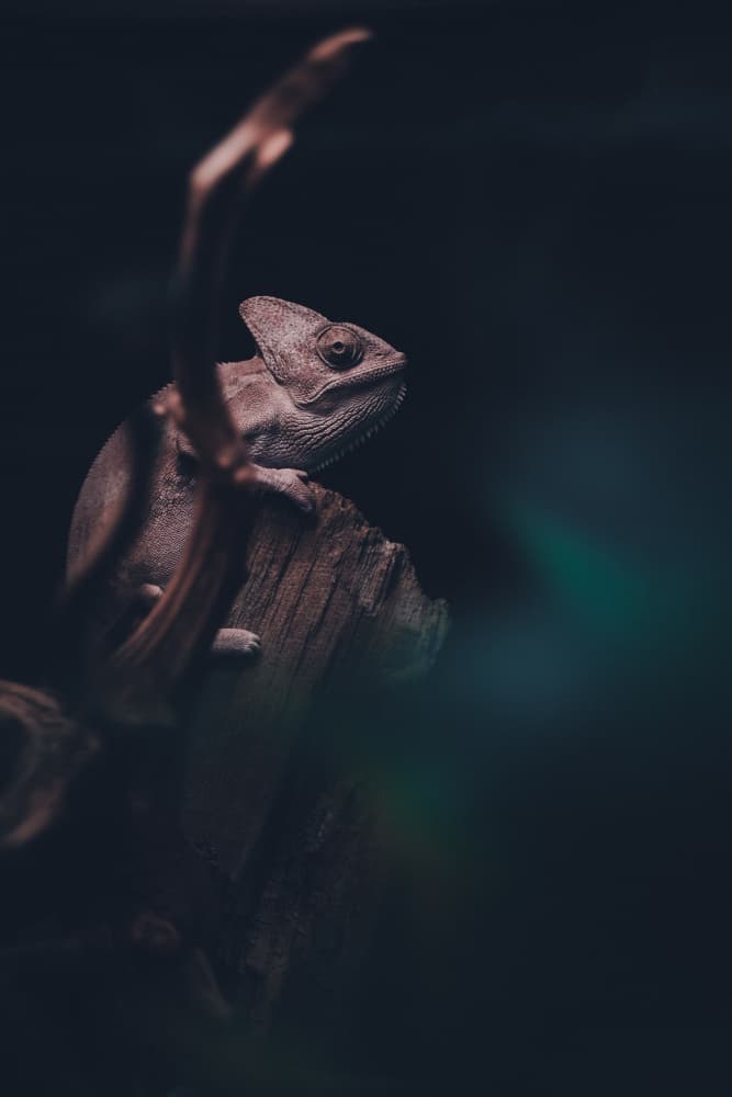 Chameleon In Shadows by HISASHI ISHIKAWA — canvas wall art