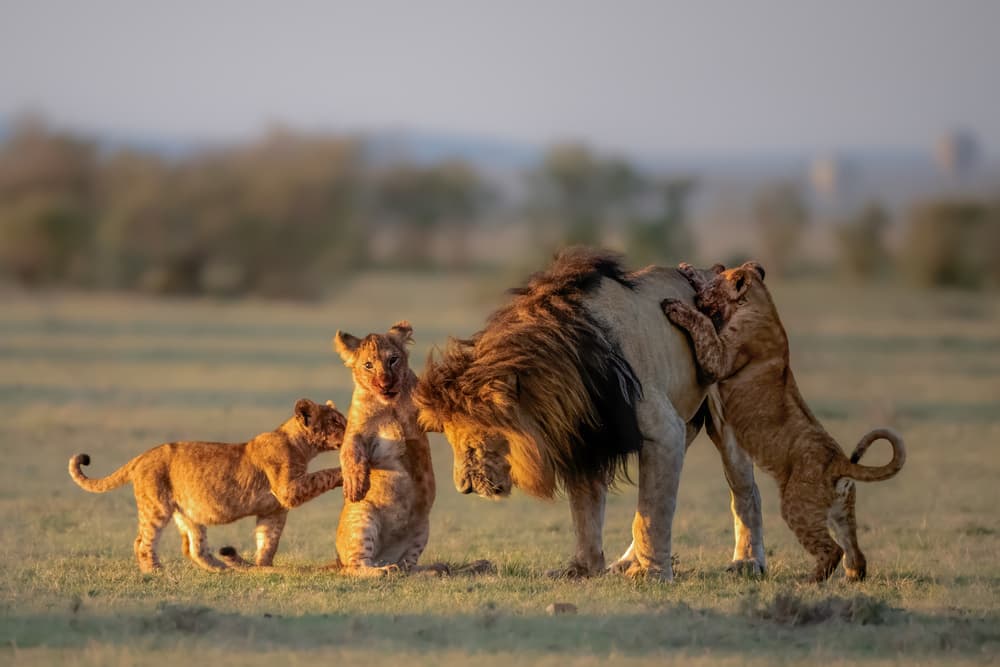 Playful Lion Cubs by MIN LI — canvas wall art