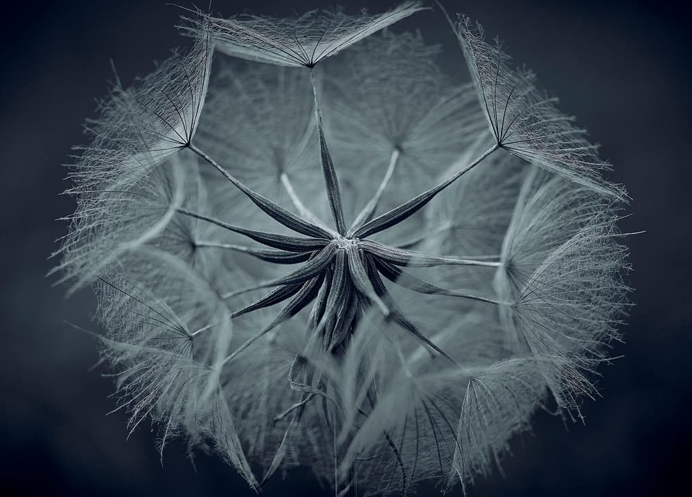 Delicate Dandelion Bloom by Stuart Williams — canvas wall art