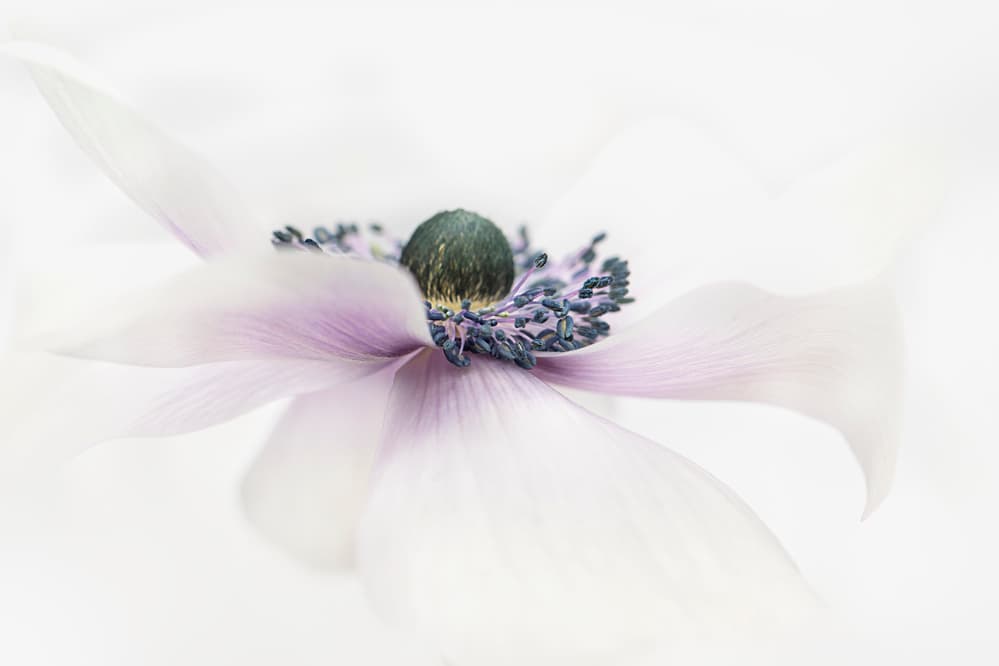 Delicate White Anemone by Jacky Parker — canvas wall art