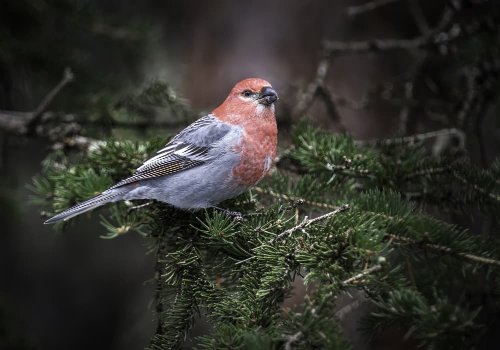 Rosy Pine Grosbeak by Peter Paterson — canvas wall art