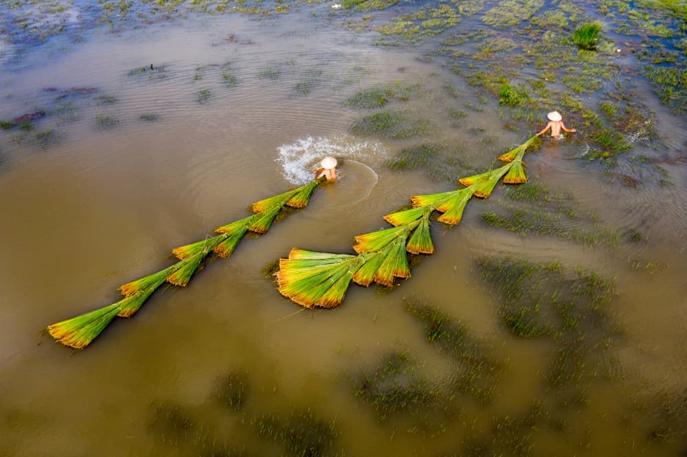 Water Plant Harvesters by Tran Van Truong — canvas wall art