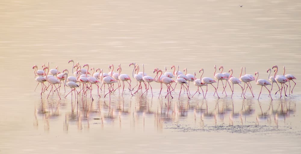 Elegant Flamingo Reflections by Ahmed Thabet — canvas wall art