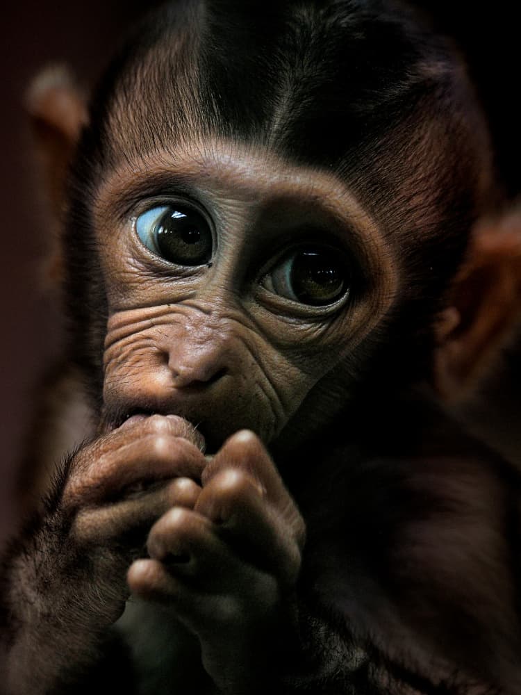 Curious Baby Monkey by Prabu Dennaga — canvas wall art