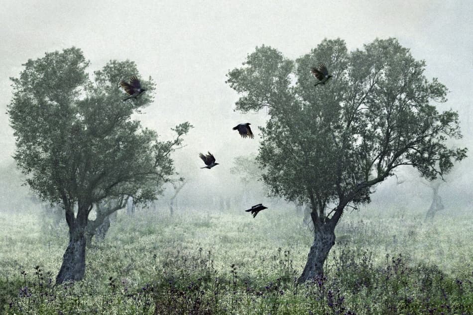 Ethereal Olive Trees and Crows by S. Amer — canvas wall art