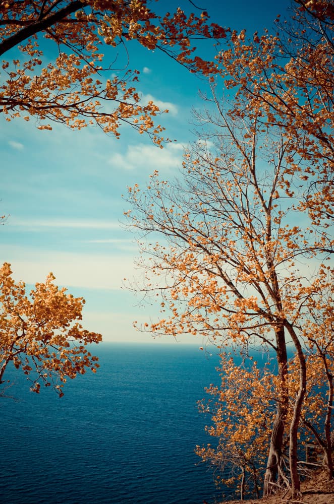 Golden Trees Ocean Vista by Olivia Joy StClaire — canvas wall art