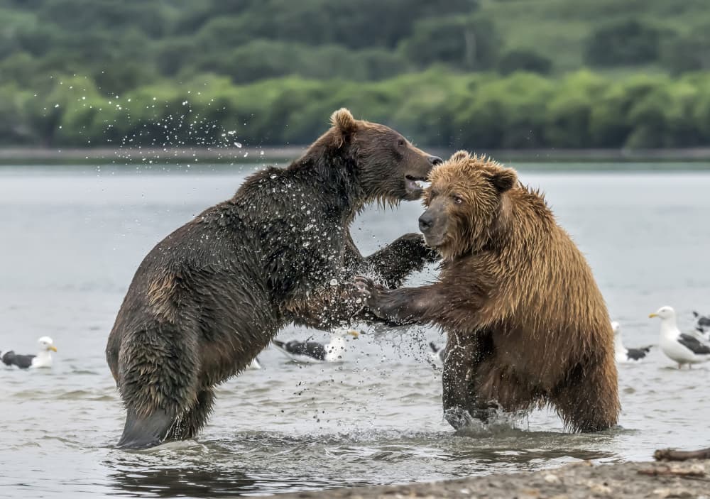 Playful Brown Bears by Giuseppe DAmico — canvas wall art