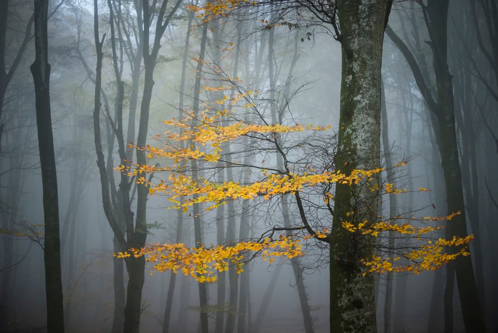 Golden Leaves Misty Forest by Alessandro Zocchi — canvas wall art