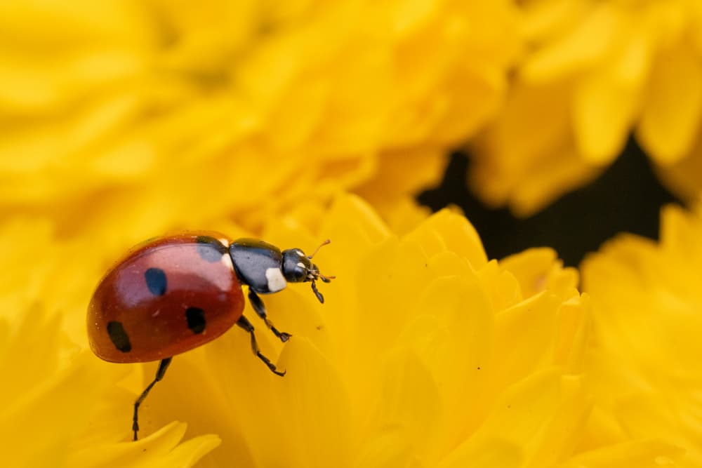 Ladybug on Golden Petals by Alexandra Isbasoiu — canvas wall art