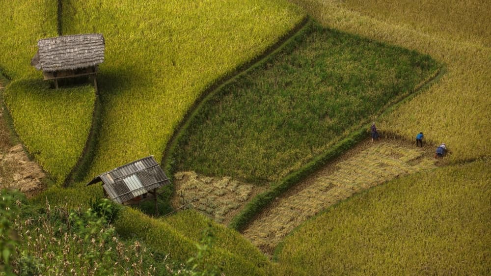 Golden Rice Terraces by Jakkree Thampitakkull — canvas wall art