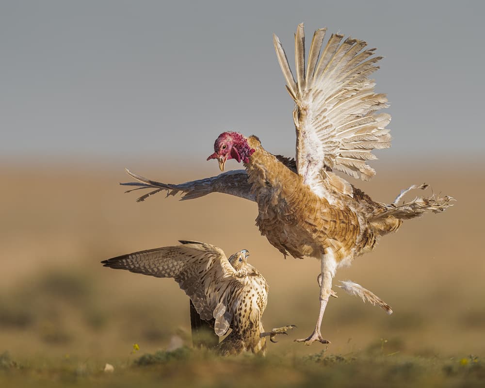 Turkey Falcon Battle by Ahmed Sobhi — canvas wall art