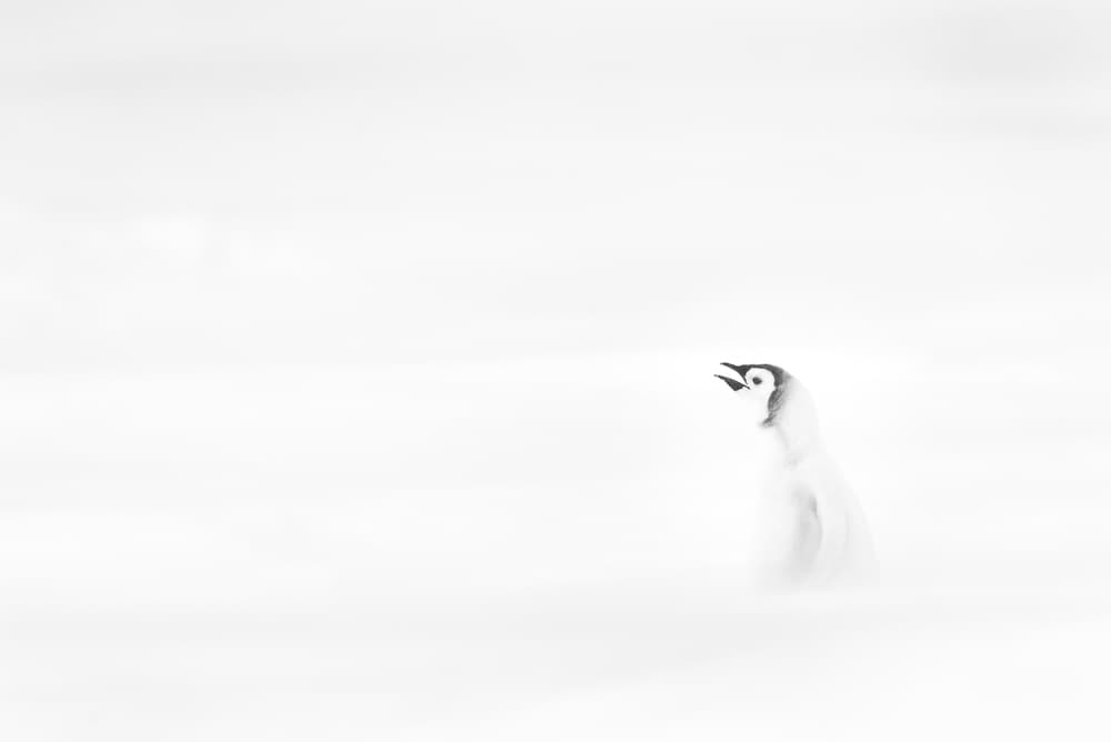 Solitary Penguin Chick by Liwen Tao — canvas wall art