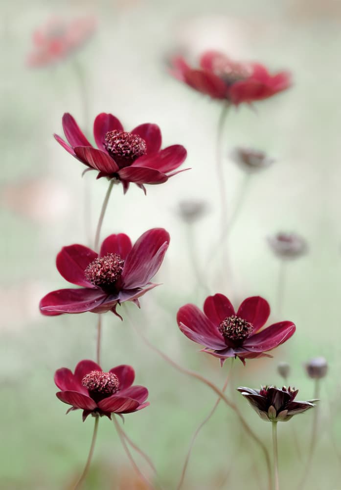Cosmos sway