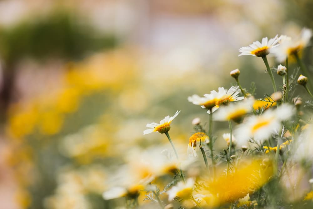 Sunny Daisy Meadow by Javier Pardina — canvas wall art