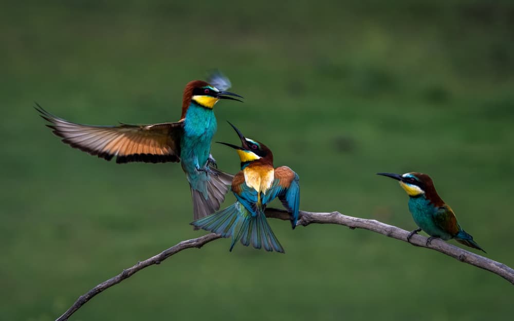 Three Bee-Eaters Chat by John J. Chen — canvas wall art