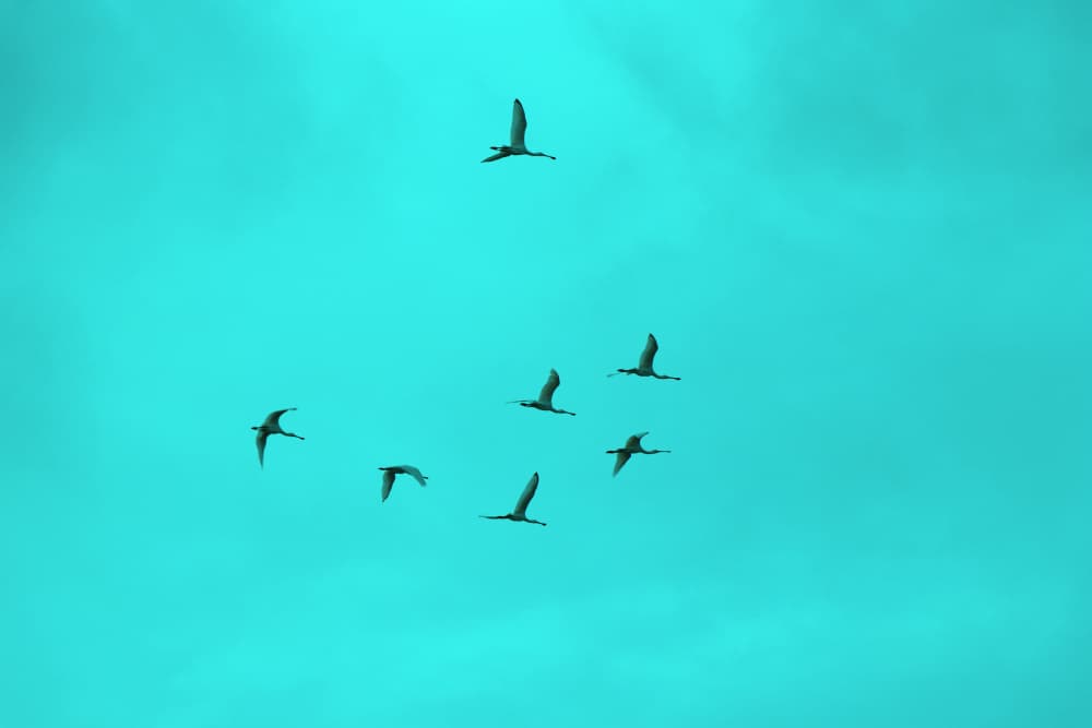 Birds In Teal Sky by Santhosh ch — canvas wall art