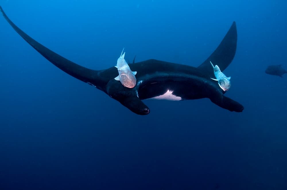 Deep Blue Manta Ray by Ilan Ben Tov — canvas wall art