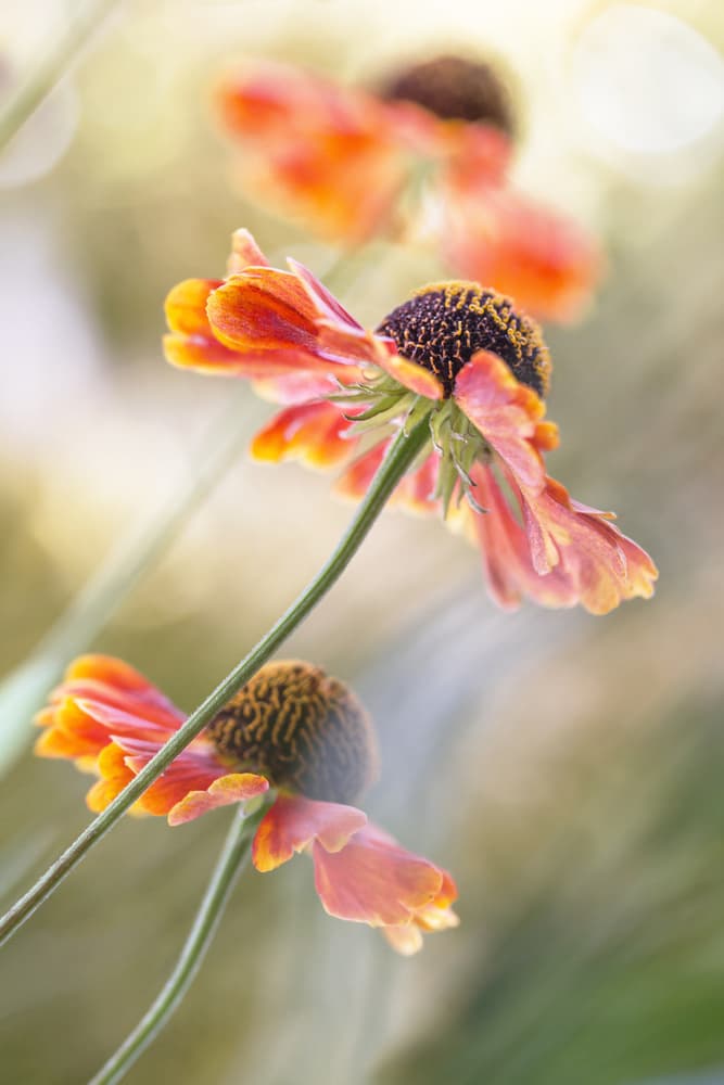 Helenium* by Mandy Disher — canvas wall art