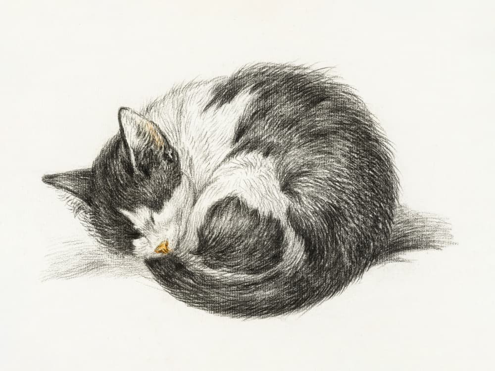 Rolled Up Lying Sleeping Cat (1825)