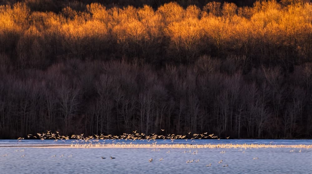 Golden Hour Geese by Xiaobing Tian — canvas wall art