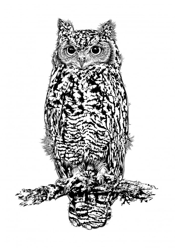 Watchful Owl Drawing by Carlo Kaminski — canvas wall art