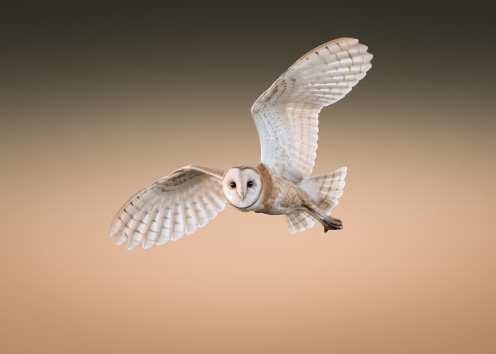 Barn Owl In Flight by Tony Xu — canvas wall art