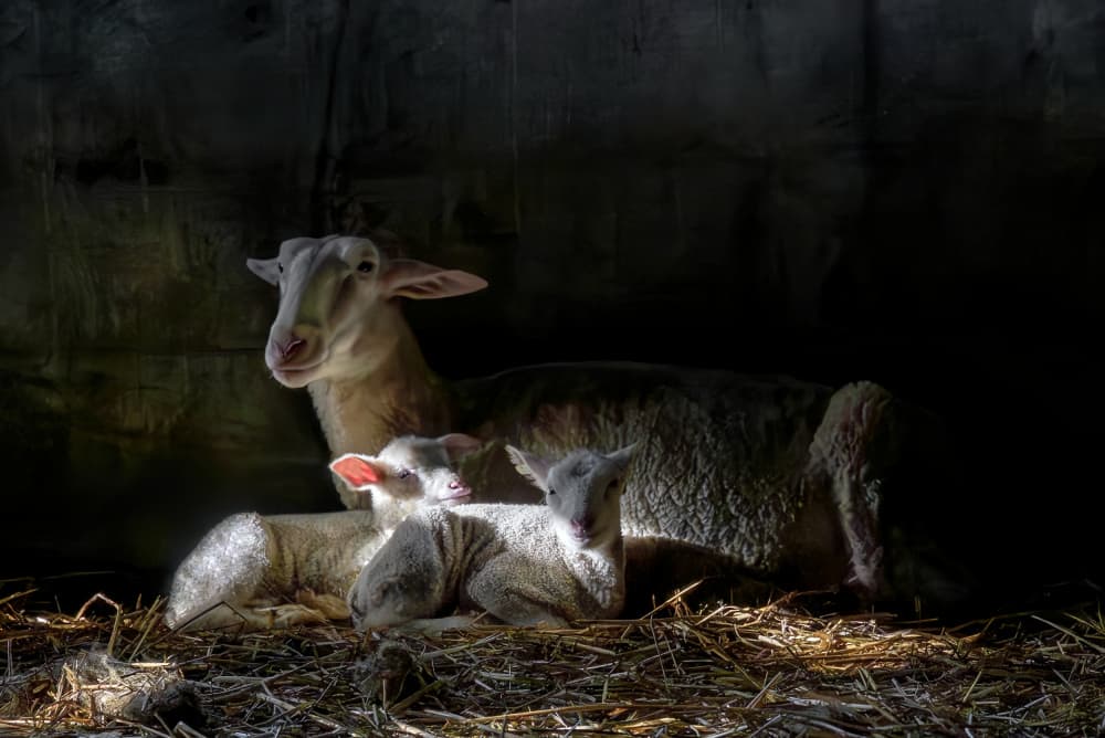 Tender Lamb Family by Gert van den Bosch — canvas wall art
