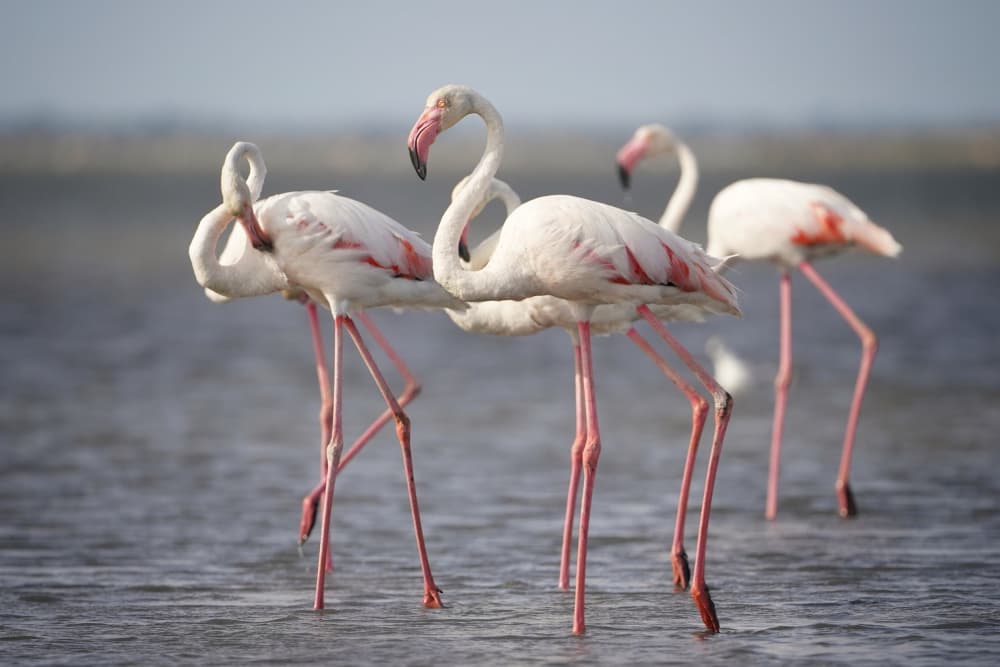 Wading Pink Flamingos by Boštjan Hribar — canvas wall art