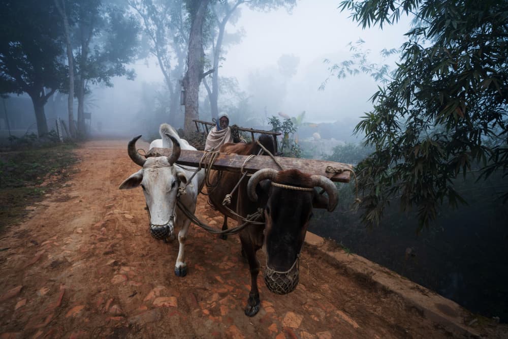 Misty Morning Oxen by Md. Arifuzzaman — canvas wall art