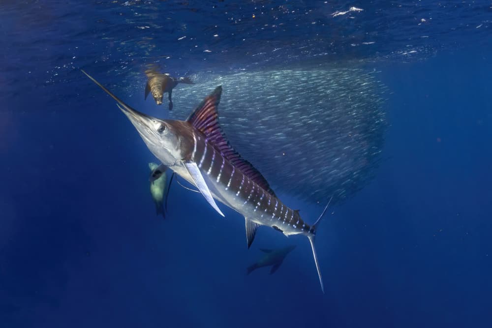 Marlin Hunting Bait Ball by Andrea Izzotti — canvas wall art