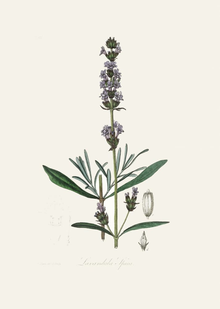 Lavender (lavandula Ipica)  Medical Botany by John Stephenson and James Morss Churchill — canvas wall art