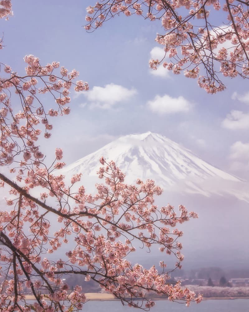 Mount Fuji Cherry Blossoms by Makiko Samejima — canvas wall art