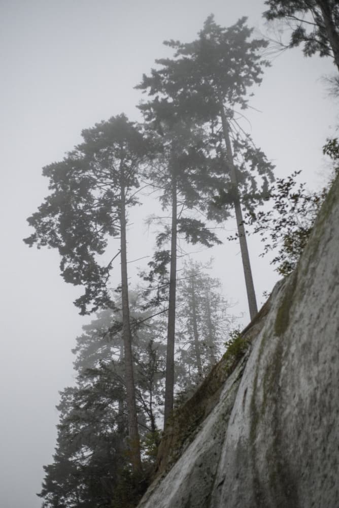 Misty Forest Cliff by Lynann Colligan — canvas wall art
