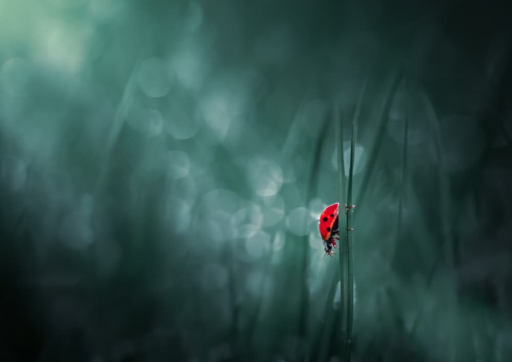 Red Ladybug on Green by Atul Saluja — canvas wall art