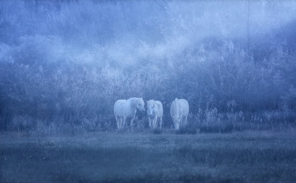 Dreamy White Horses by Uschi Hermann — canvas wall art
