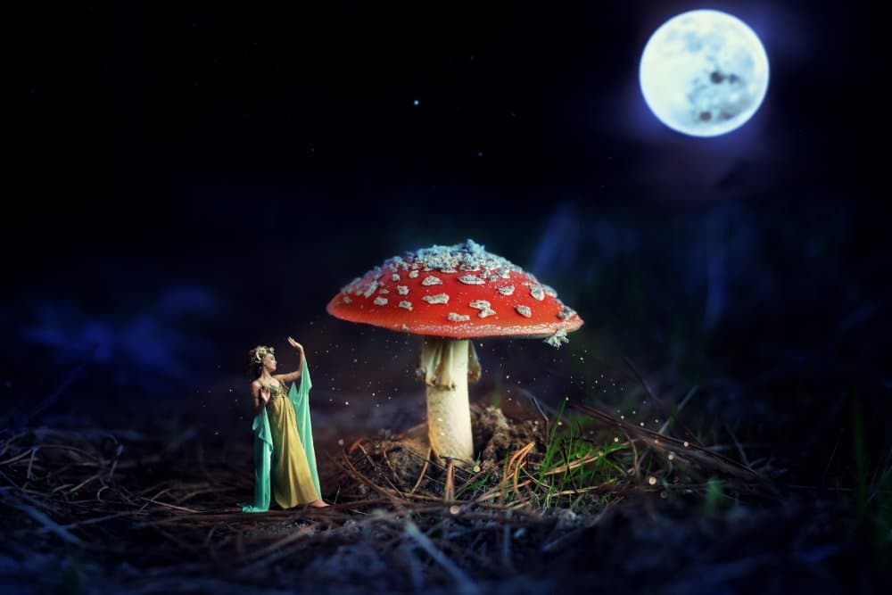 Moonlit Fairy Mushroom by Paulo Dias — canvas wall art