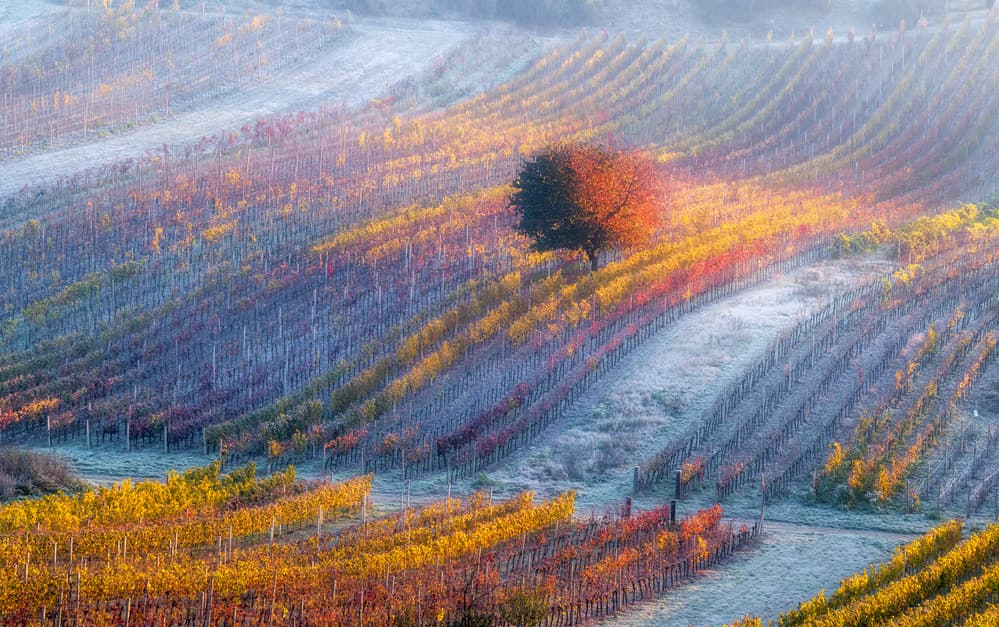 Autumn Vineyard Morning by Alexandr Kukrinov — canvas wall art