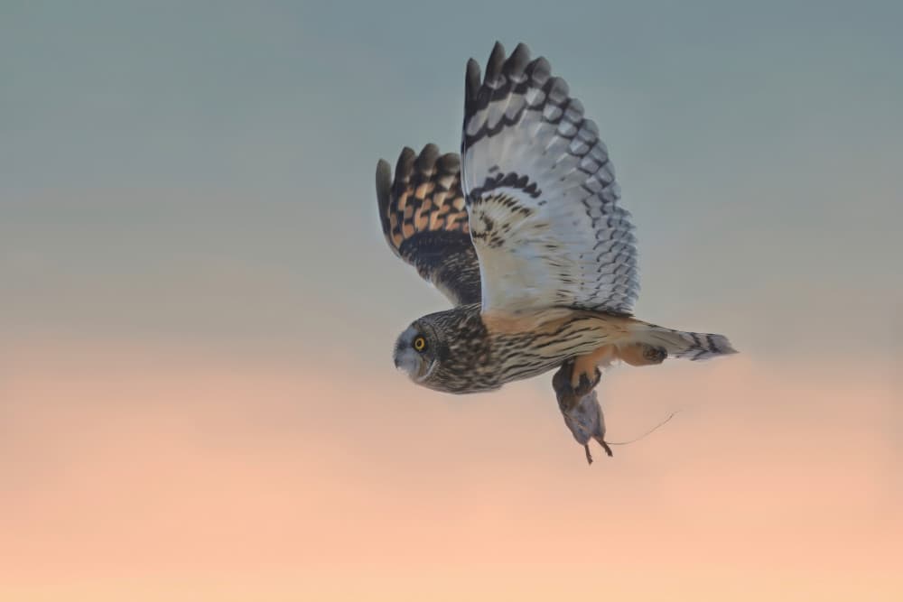 Twilight Owl Catch by Gavin Lam — canvas wall art